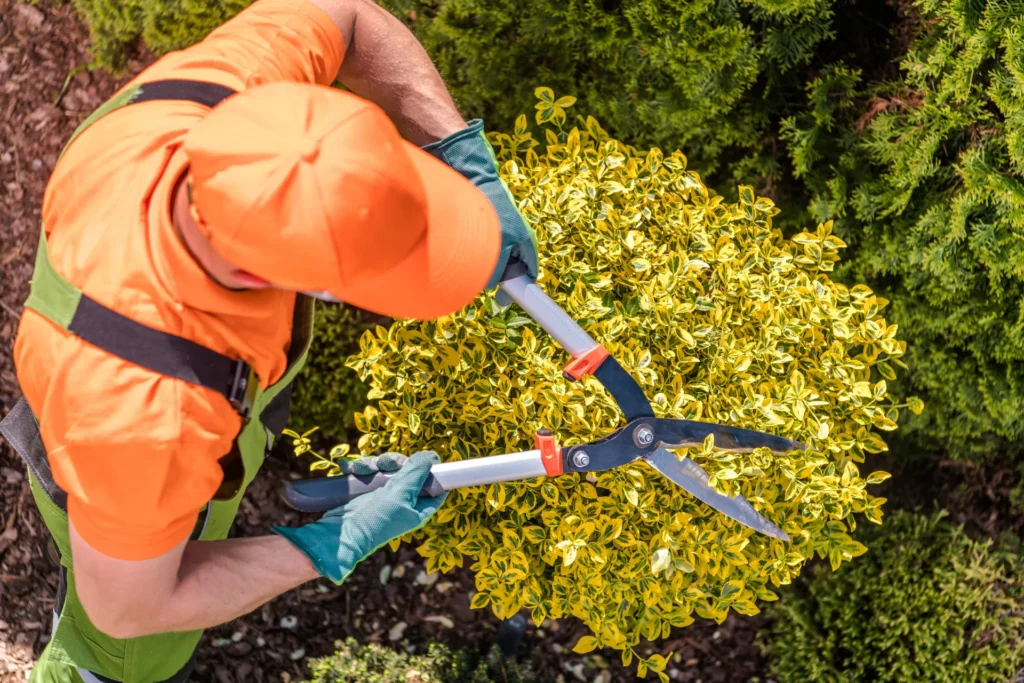 Gartenpflege Gärtner Hecke schneiden Im Raum Rastatt, Baden-Baden und Karlsruhe